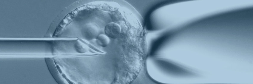 Jun, 2025, Berlin: First in the world IRF2BPL-NEDAMSS transgenic mouse model was born!